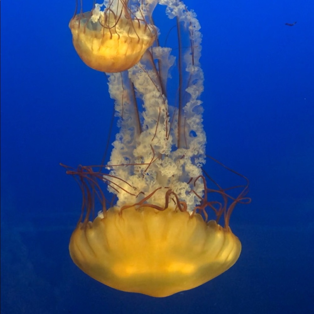 Meet your Posher, Kelly